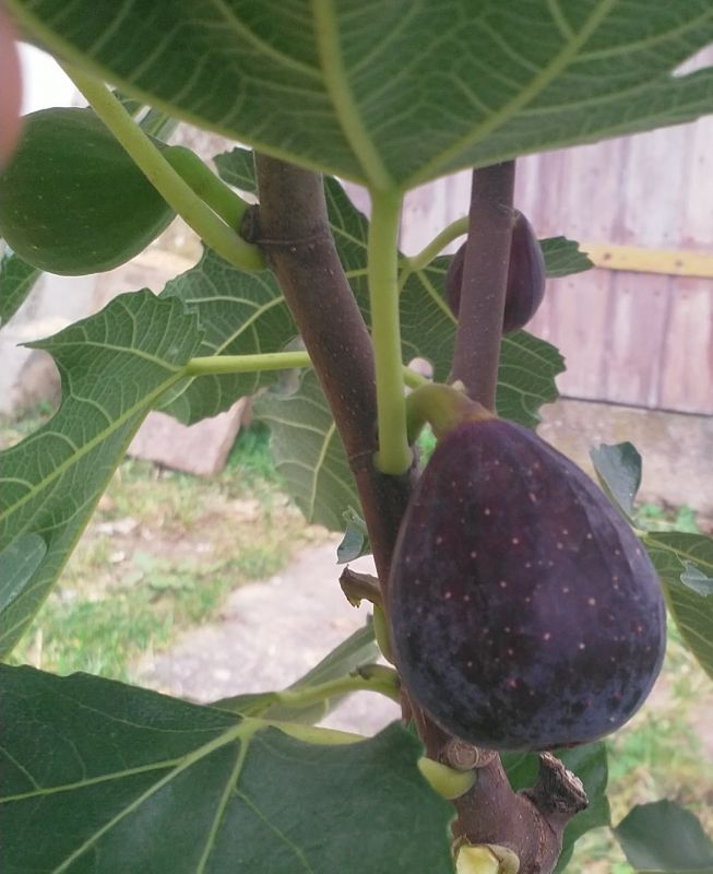 Negronne #1 Frucht