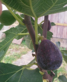 Negronne #1 Frucht