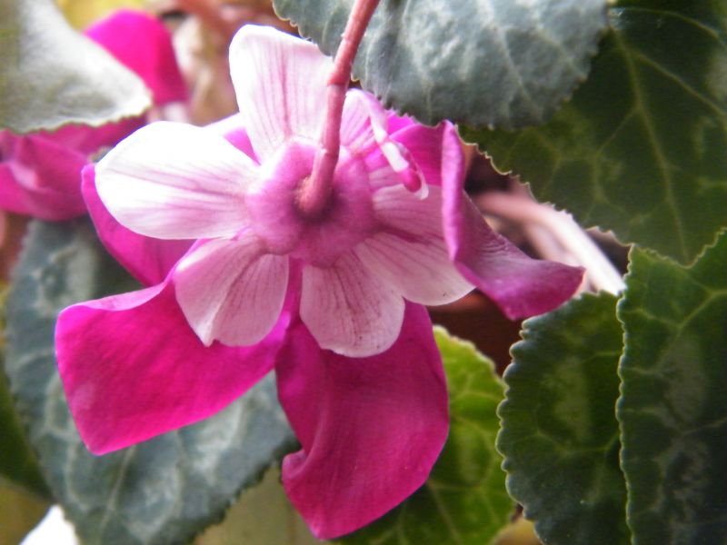 Cyclamen Djix Wine Red