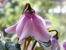 Cyclamen persicum Petticoat