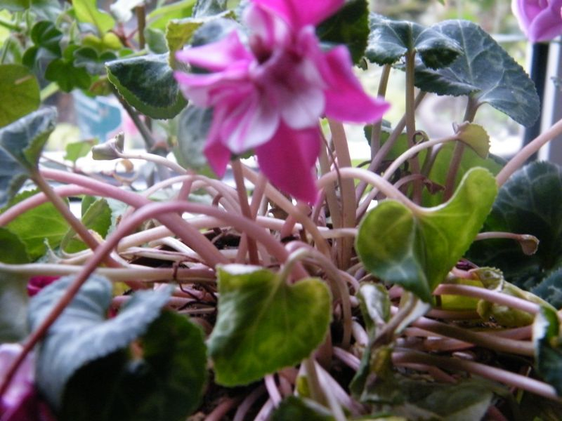Cyclamen persicum Djix Wine Red Habitus