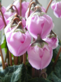 Cyclamen persicum Windbell