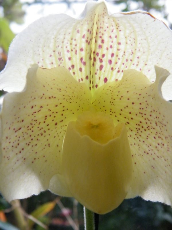 Frauenschuh, weiße Blüte