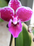 Mini-Orchidee, buntlaubig, Blüte