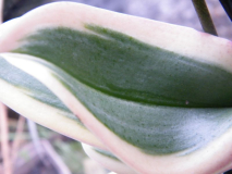 Mini-Orchidee, buntlaubig