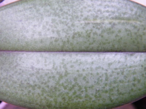 Mini-Phalaenopsis, Blatt