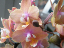 Mini-Phalaenopsis, Blüte