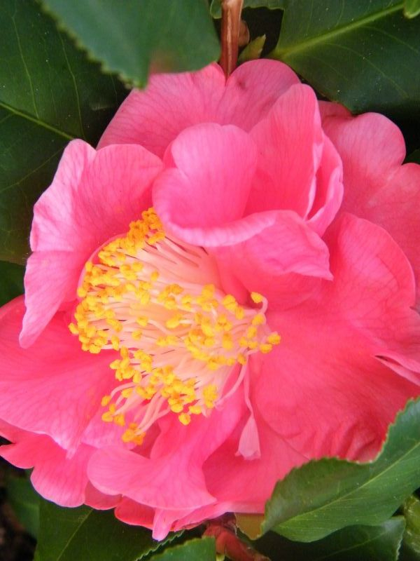 Camellia japonica Kaufland 1