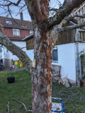 Stamm unten