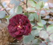 louis XIV 3/2007