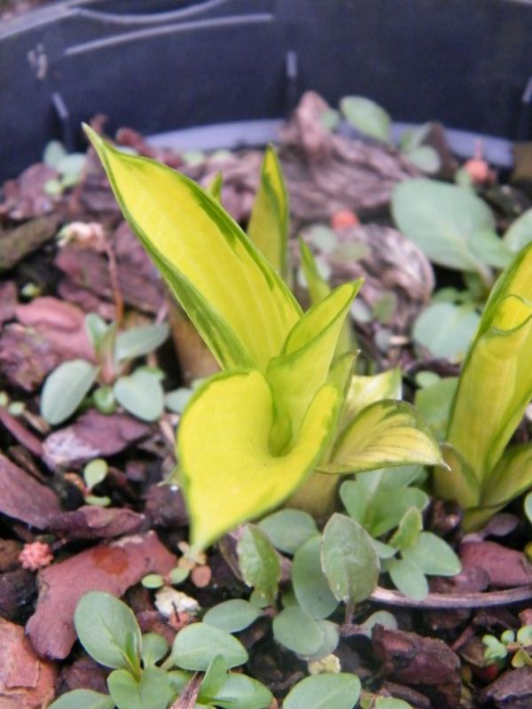 Hosta Orange Star