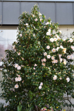 Camellia Hagoromo