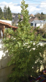 Laurus nobilis