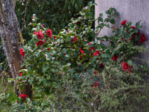 Camellia Dr. Burnside