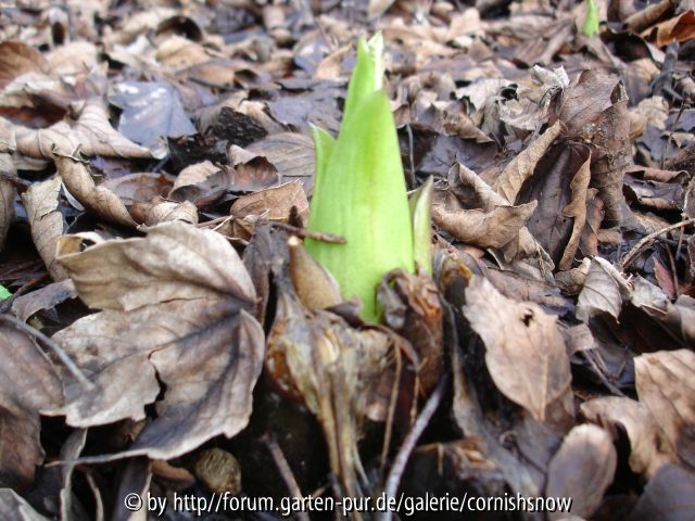 Cardiocrinum 2007