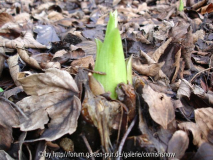 Cardiocrinum 2007