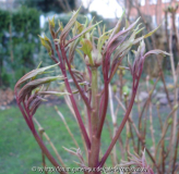 Paeonia ostii - 03.2007