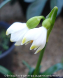 Leucojum 'Mainzelmännchen'