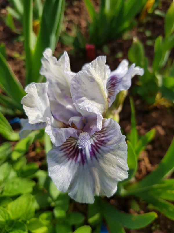 Aria Cigana