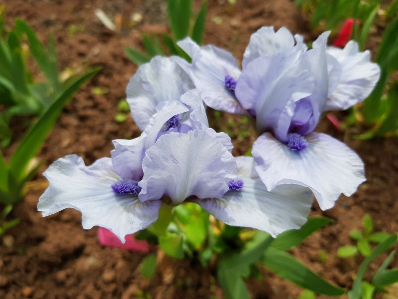 Sapphire Jewel, Hamblen