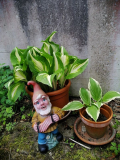 Hostas im Topf