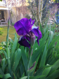 1. Irisblüte 2024