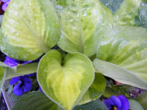 Hosta 'Sunset Grooves' Pflanze