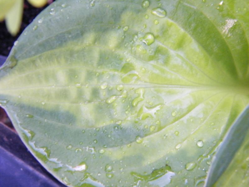 Hosta 'Sunset Grooves' Blatt