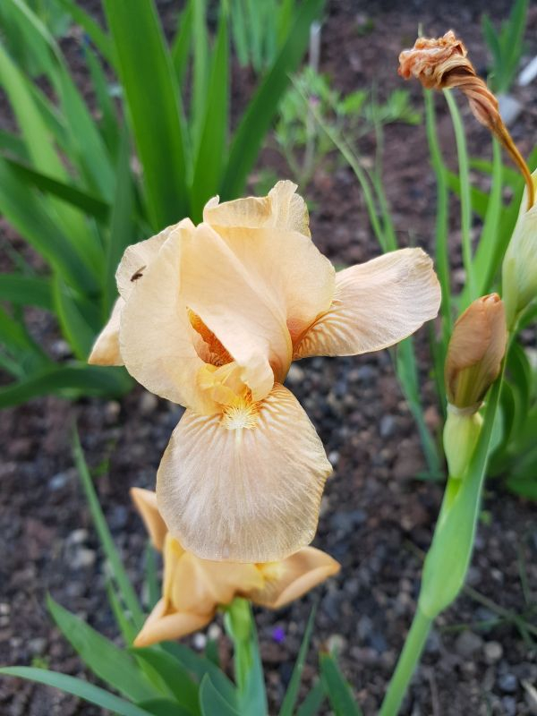 Apricot Drops