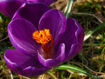 krokus lila.jpg