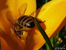 krokus gelb.jpg