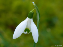 schneeglöckchen1.jpg