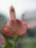 Salvia California Sunset