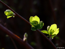 austrieb spirea vanhouttei.jpg