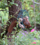 01 Knödelhörnchen