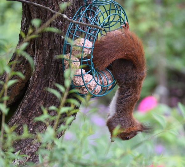 02 Knödelhörnchen