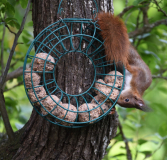 03 Knödelhörnchen