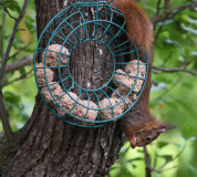 05 Knödelhörnchen