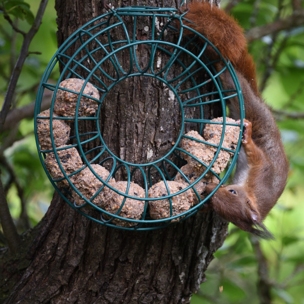 06 Knödelhörnchen