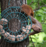 07 Knödelhörnchen