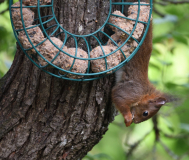 08 Knödelhörnchen