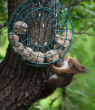 09 Knödelhörnchen