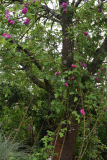 Kirschkletterrose