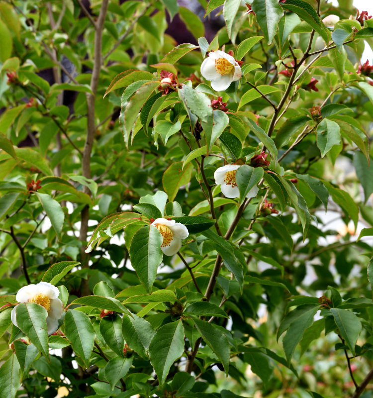 Stewartia sinensis Blühstart 2024