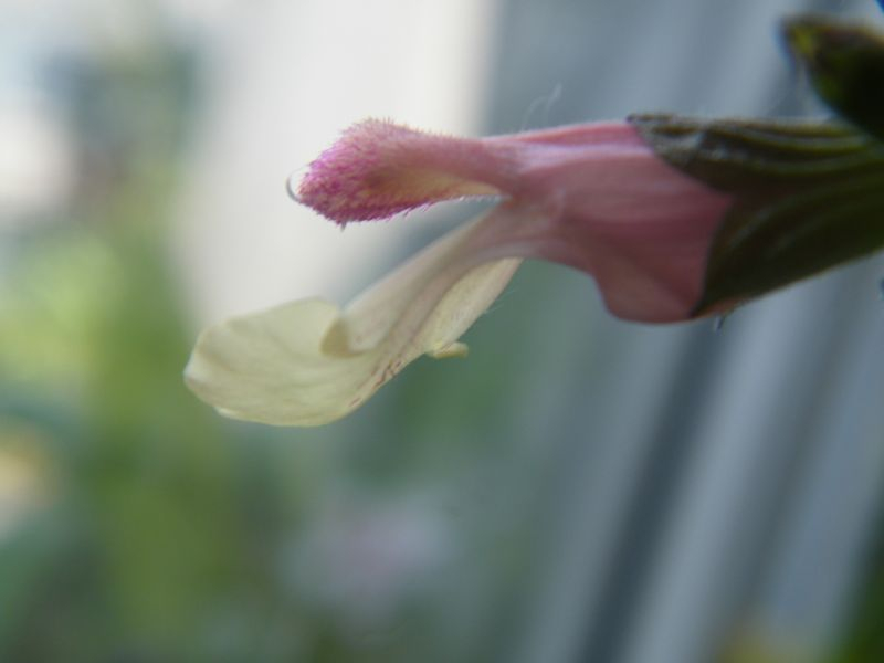 Salvia microphylla Salvinio Lemon