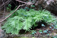 Polypodium cambricum ssp_serrulatum FORM