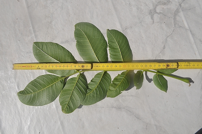 Blatt2