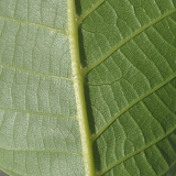 Unterseite Detail