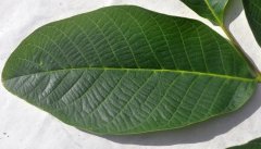 Oberseite Detail