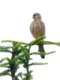 Vogel auf Fichte2